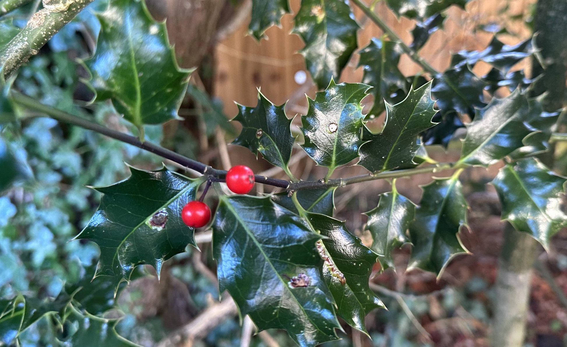 Crab Apples BJGP Life